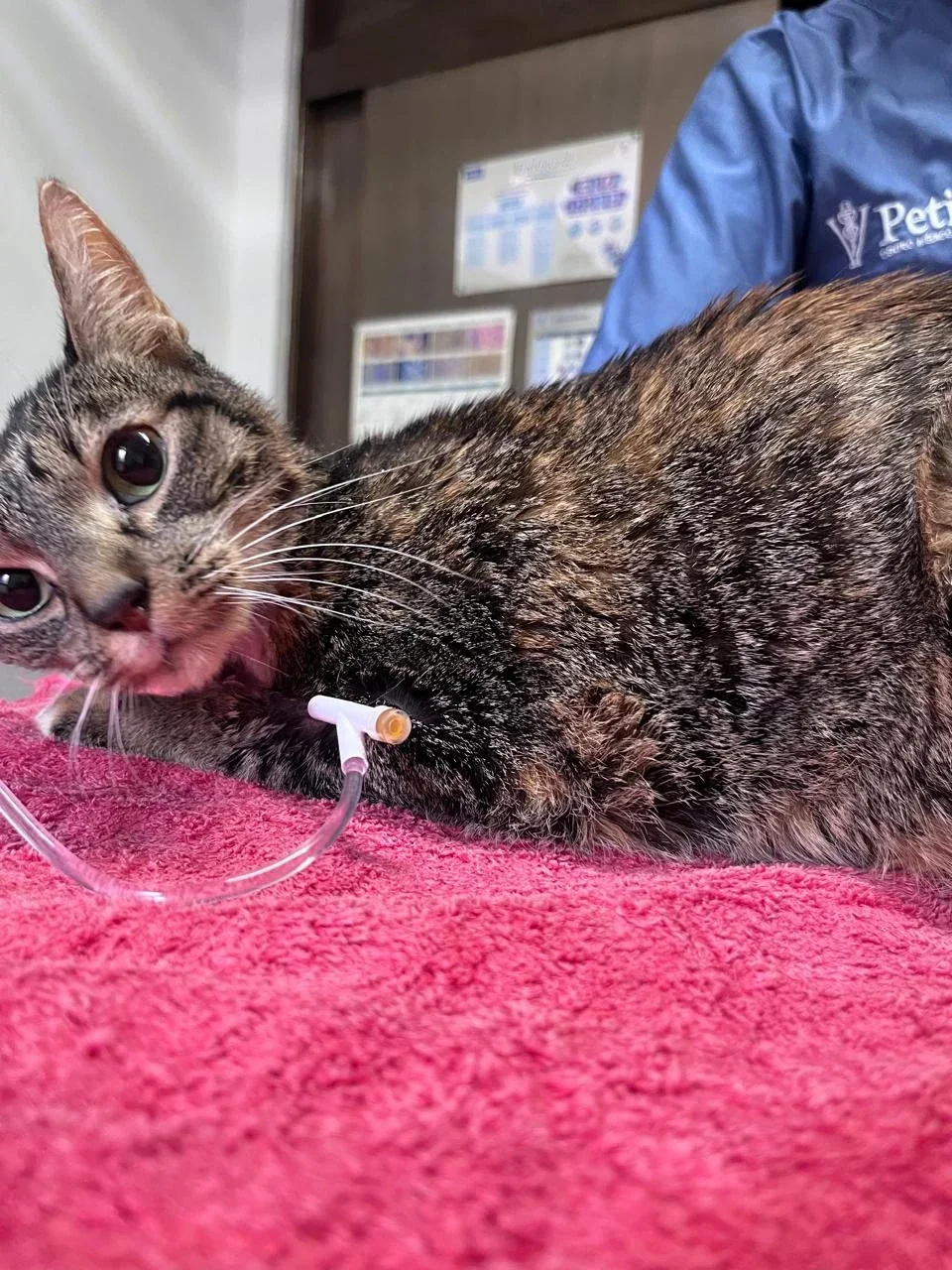 Gato en observación durante su hospitalización