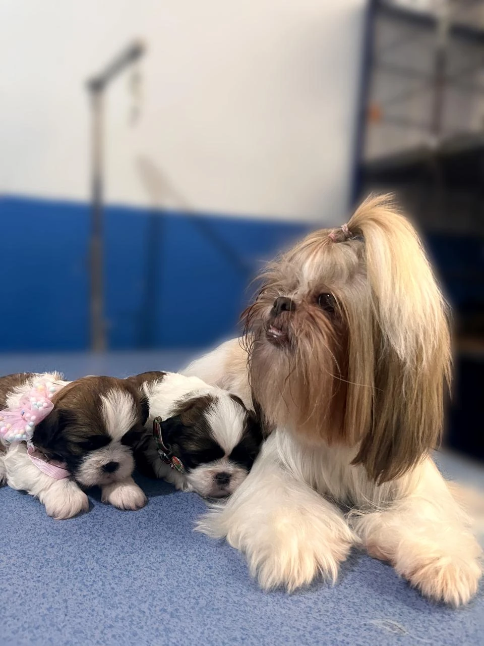 Ilustración de un perro en su visita de medicina preventiva
