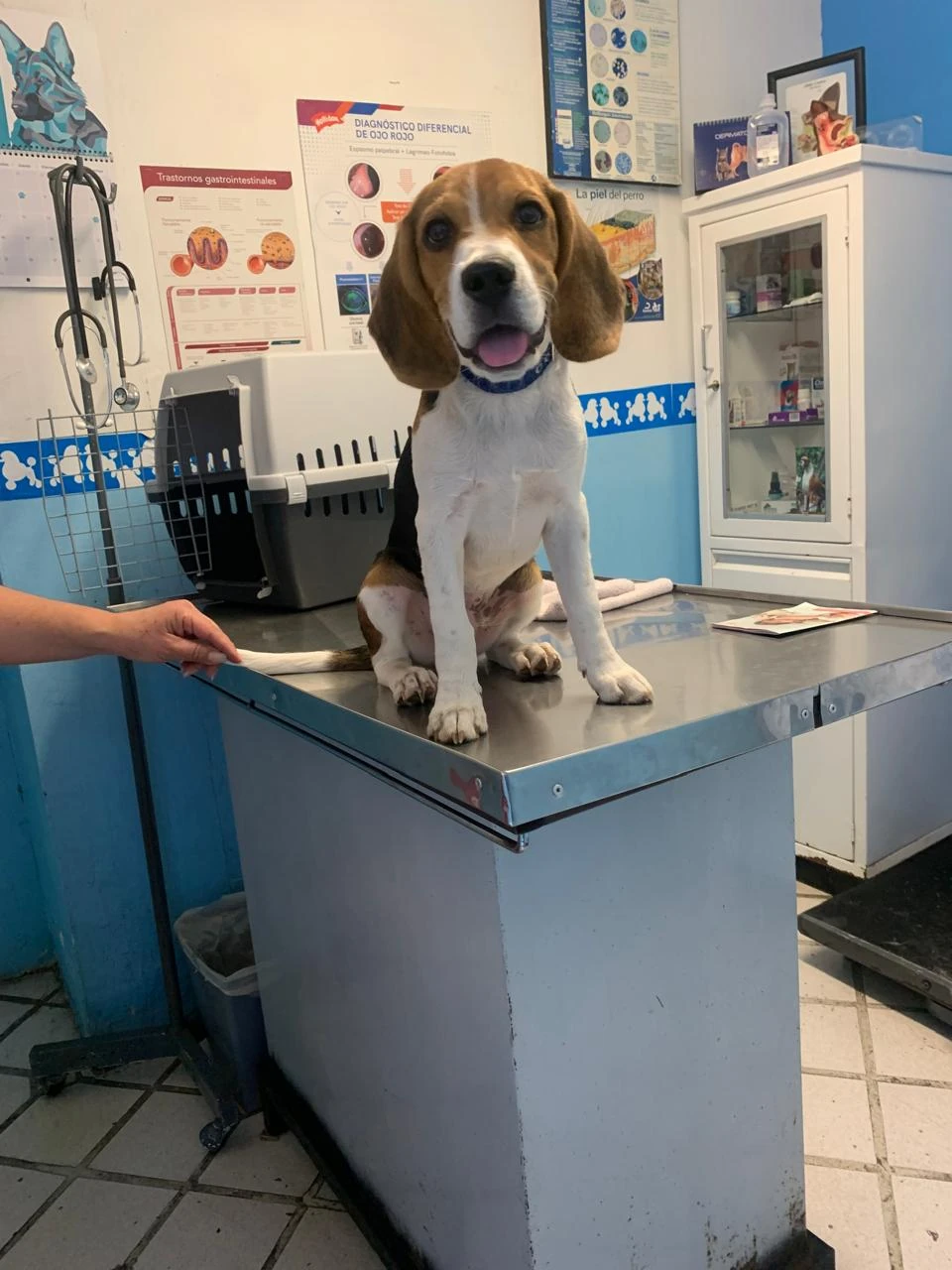 Perro durante su consulta de medicina preventiva